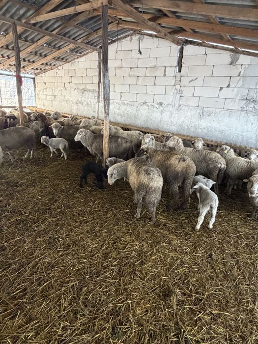 Oi cu miei si gestante