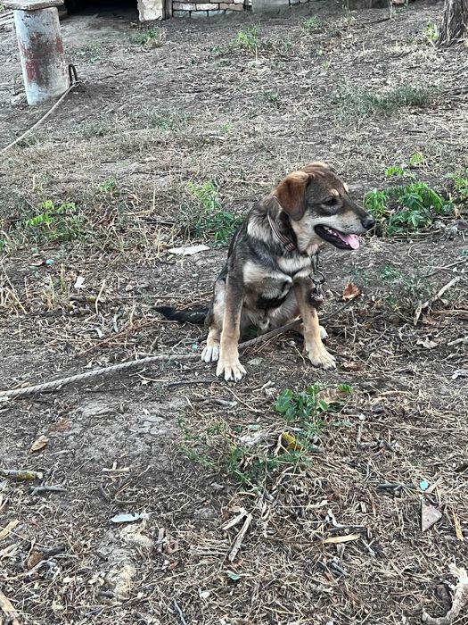 Подарявам кучета спешно в чудесно здраве с ваксини