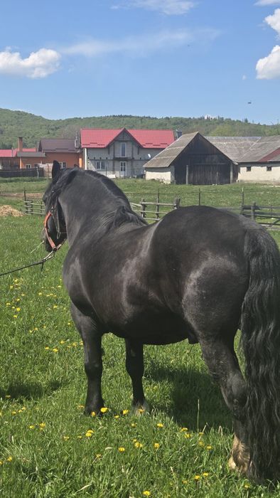 Armasar negru. .