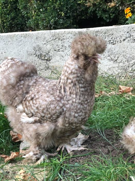 Продавам яйца и пилета от Копринките на снимките