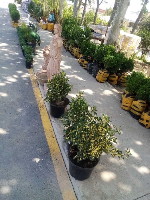 Archa va dekorativ daraxtlar