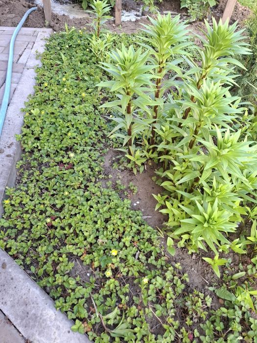 Продам для бордюров лапчатку индийскую