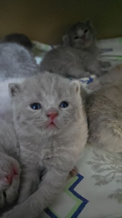 Британские девичка и мальчик