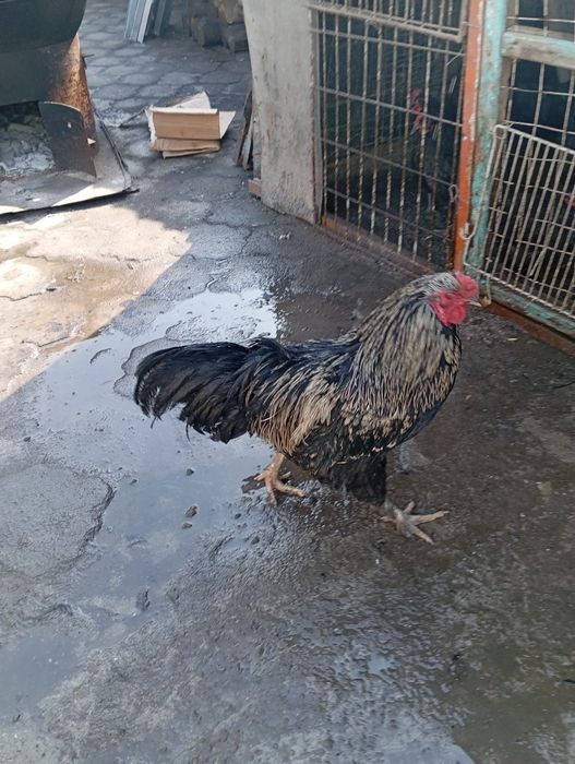 Продам курят влд