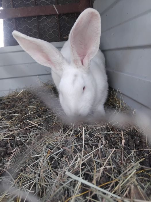 Vand fluture german si i femela cu pui