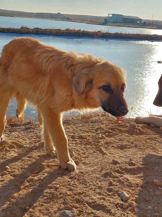 Собаки в хорошм састаение