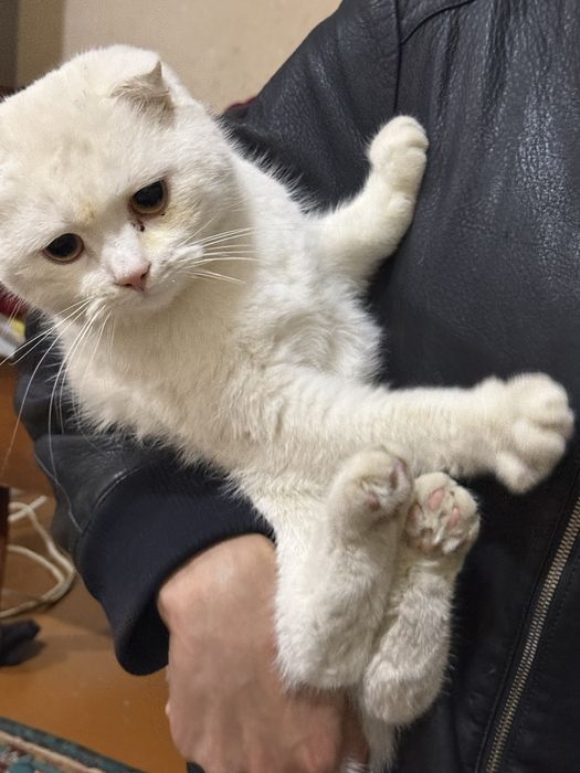 Shinshila zotli mushuk sotiladi