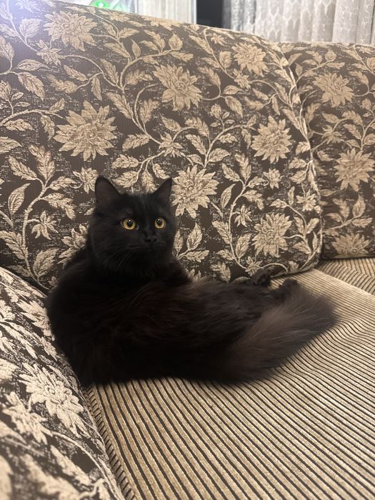 Отдадим в добрые руки