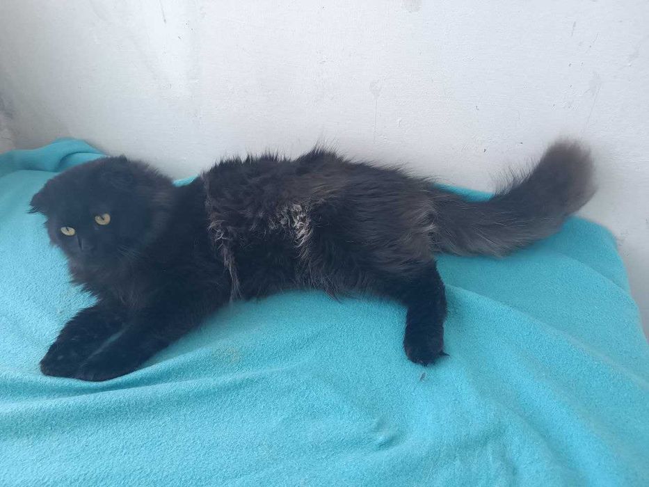 Продам кошечек в хорошие руки