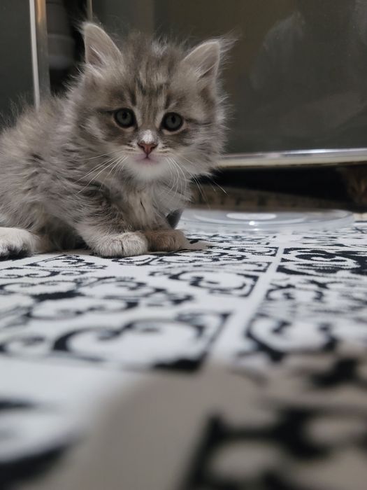 Shatlan tikin disayam boladi