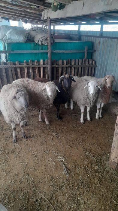 Семиз токты сатылады