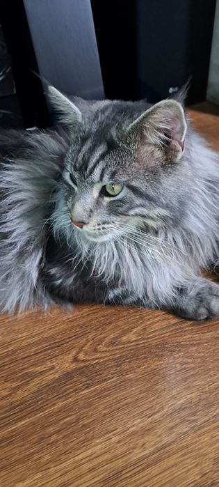 Потерялся кот в районе куленовки