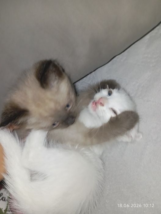 Милые котята ищут семью)