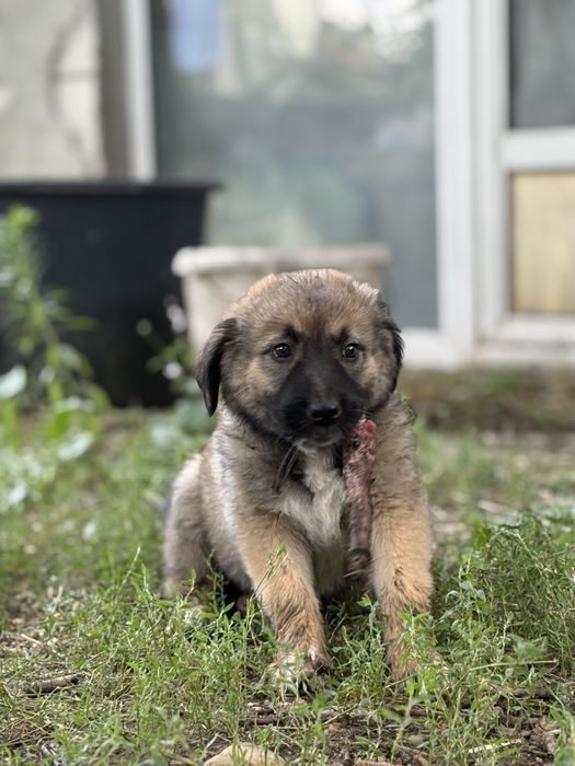 Catelusa curte pentru adoptie