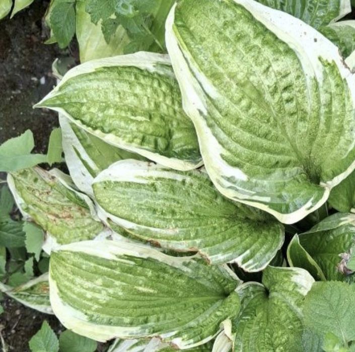 Продам делёнки хосты
