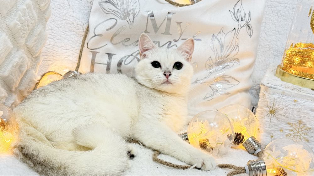 Шикарная британка