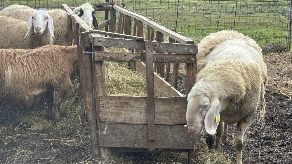 De vanzare oi bergamasca