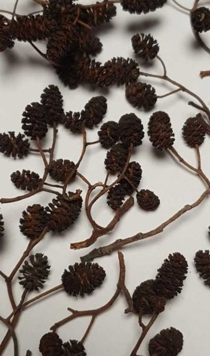 100 + 20 gratis - Conuri Arin, benefice pentru acvariu