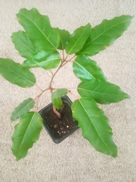 Фикус Бенжамина   комнатный