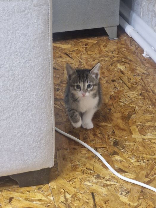 Отдам котят в ответчтвенные руки
