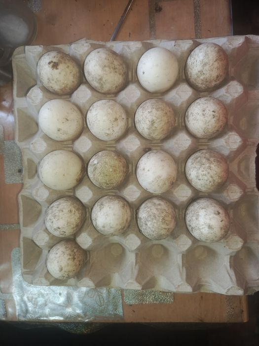 Соберу и продам ИЯ уток