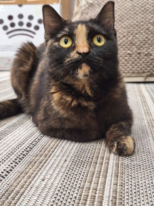 Отдам кошку в добрые руки