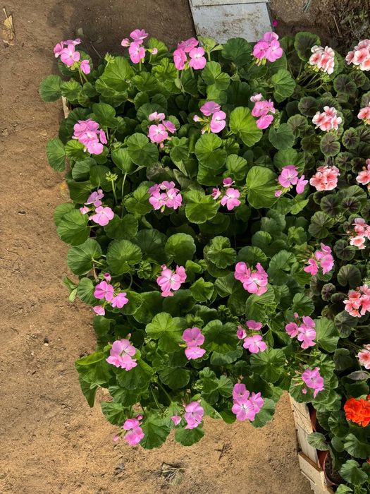 Geran gullari sotiladi