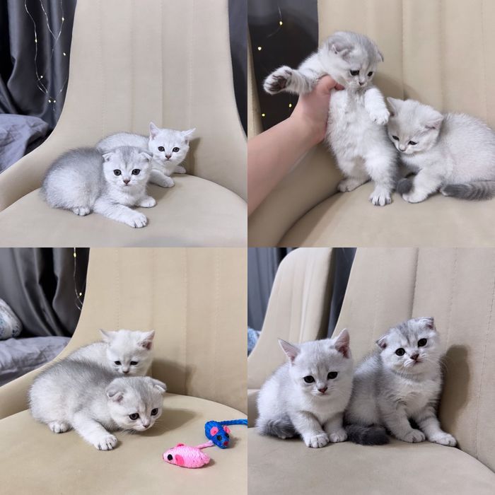 Редчайшие белоснежные шиншиллы!