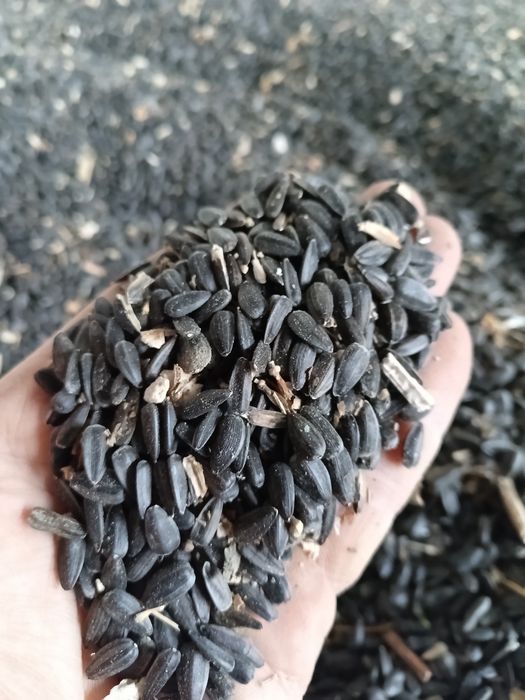 Маслодаен слънчоглед