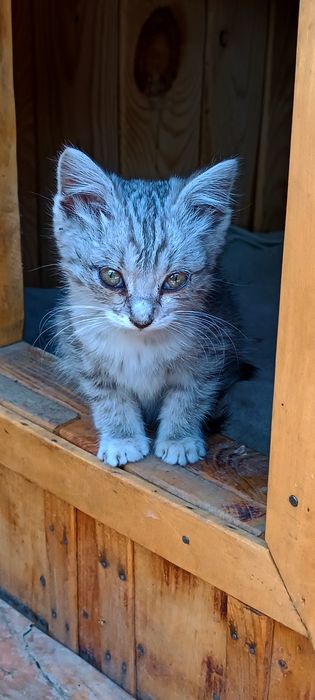 Котёнок  девочка