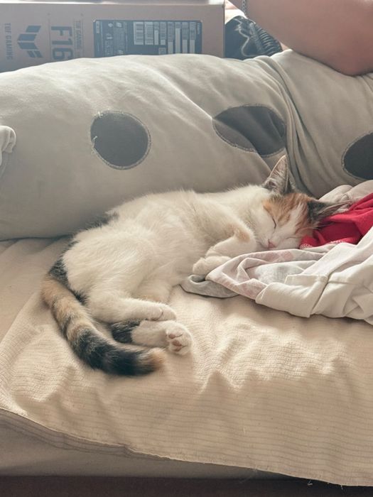 Отдадим в добрые руки котеночка Руни.