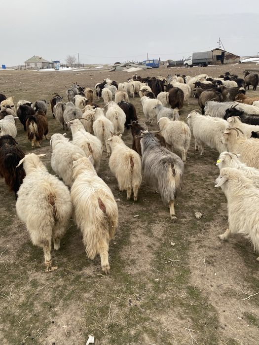 Ешкилер сатылады