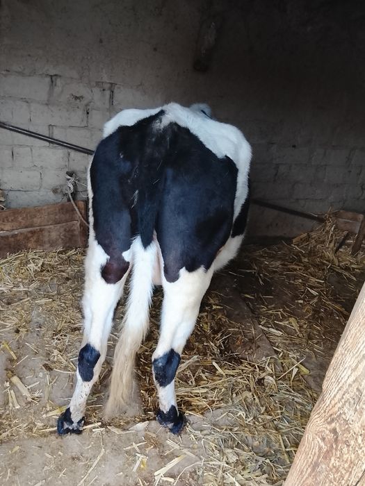 Сиыр Айша Биби ауылында тур