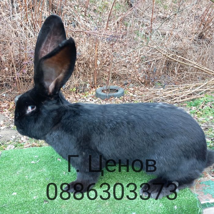 Продавам зайци  великани