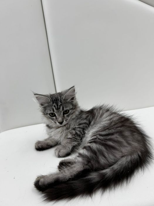 Котенок девочка 3мес