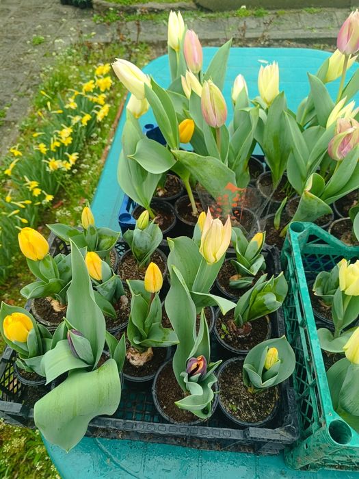 Лалета за градината