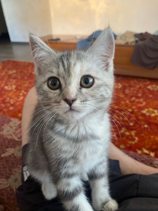 Котята нужно дом