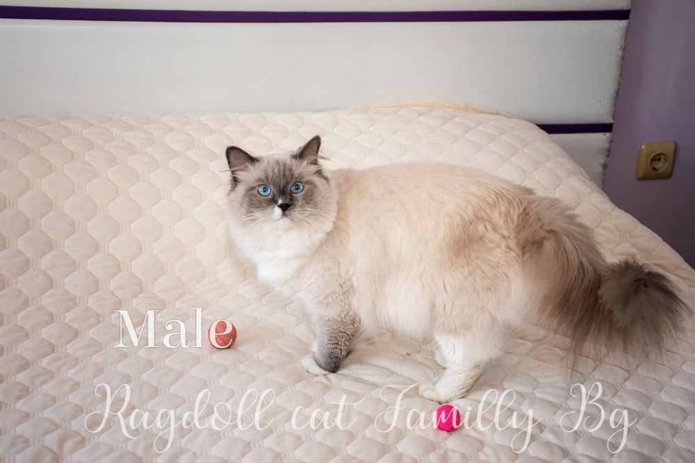 Ragdoll рагдол/регдол котe