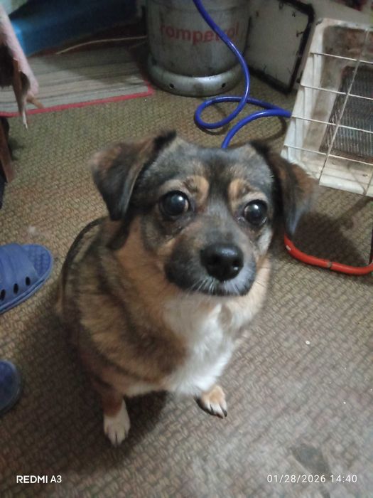 Dăruiesc câine Vizigothic Spitz