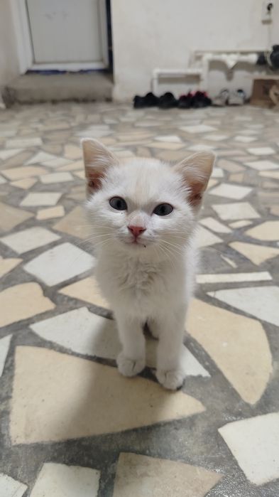 Mushukcha arzon narxga