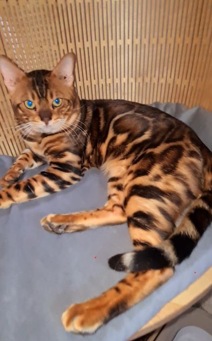 Элитные бенгалы!