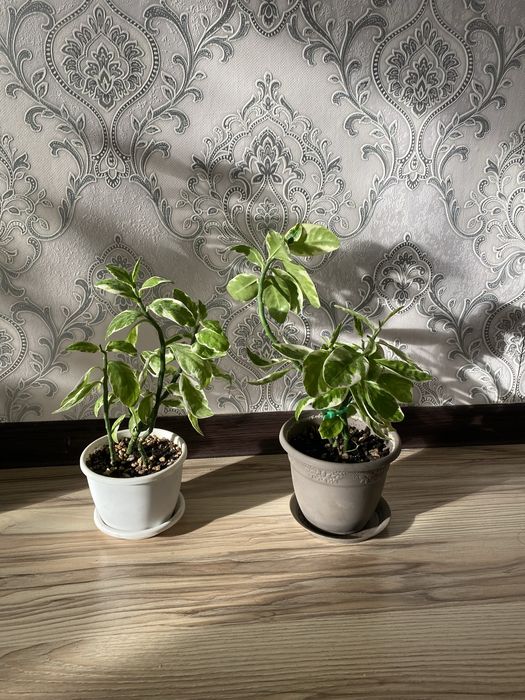 домашние цветы.