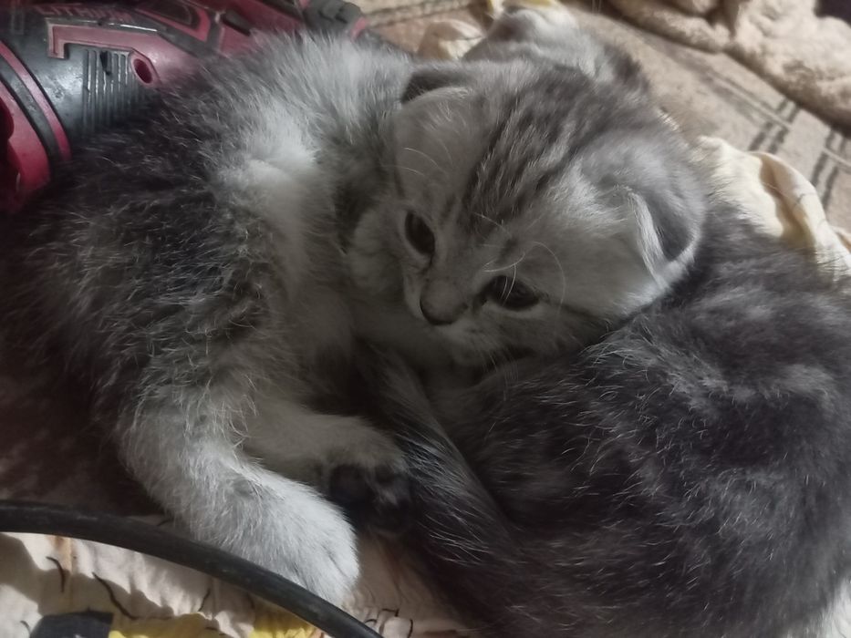 Шиншила кошки продаются