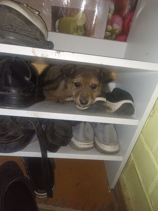 Отдам кутенка в добрые руки