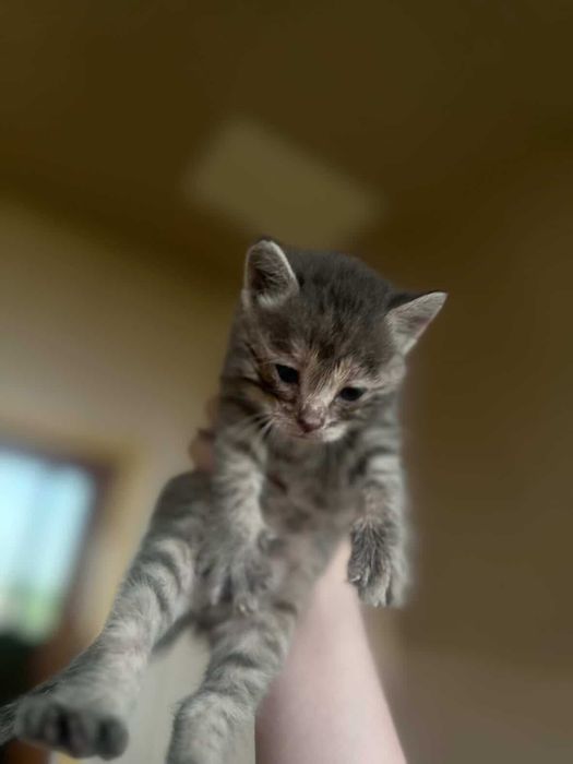 Котятки, около месяца