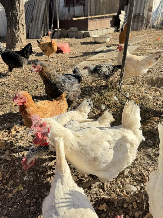 Тауықтар сатылады