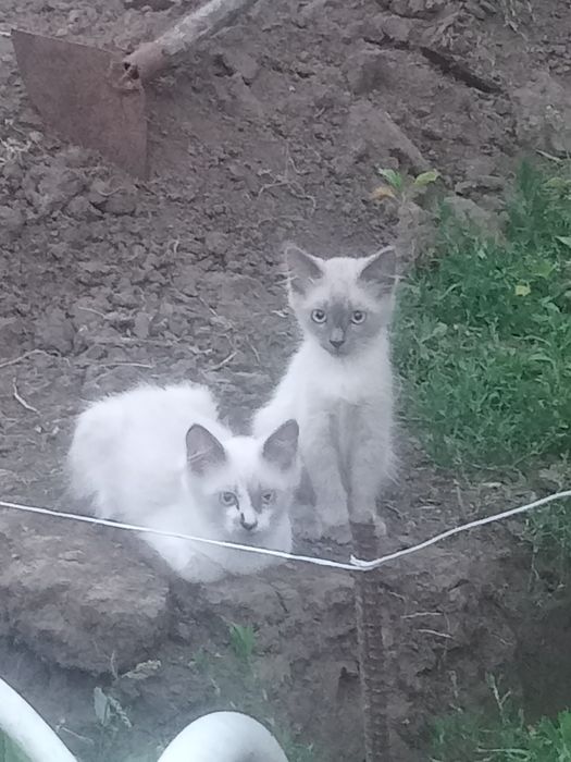 Продам котят не дорого