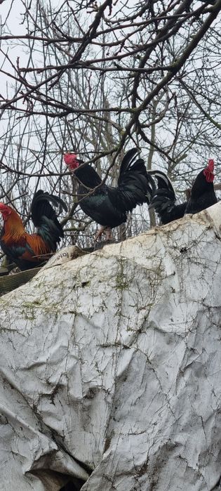 Vând cocoșei pitici