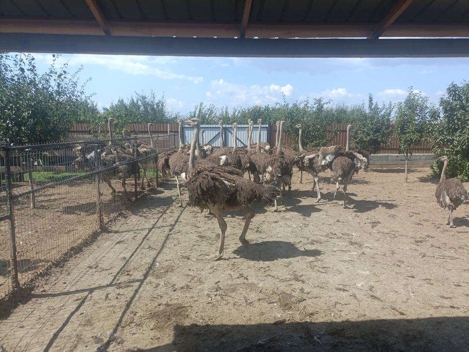 Vând struți reproducători