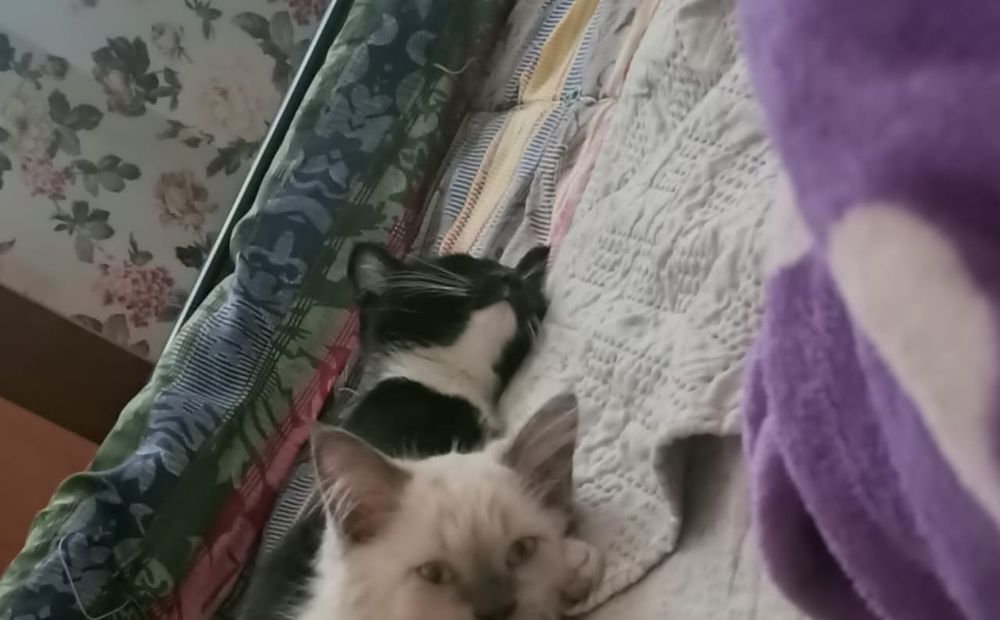 Пропал котёнок чёрный мальчик